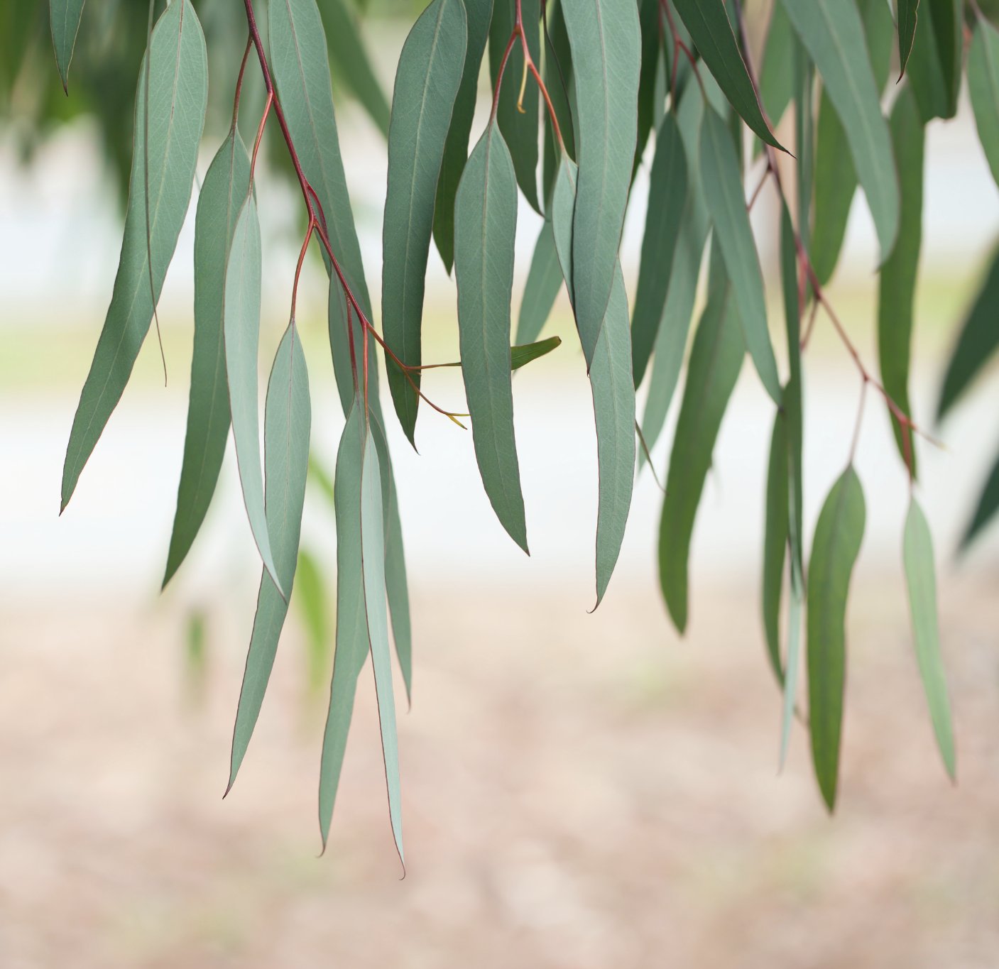 Where Can You Buy Eucalyptus Plant